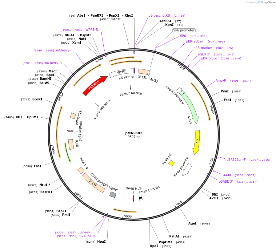 195455-plasmid-map-sequence-id-384246
