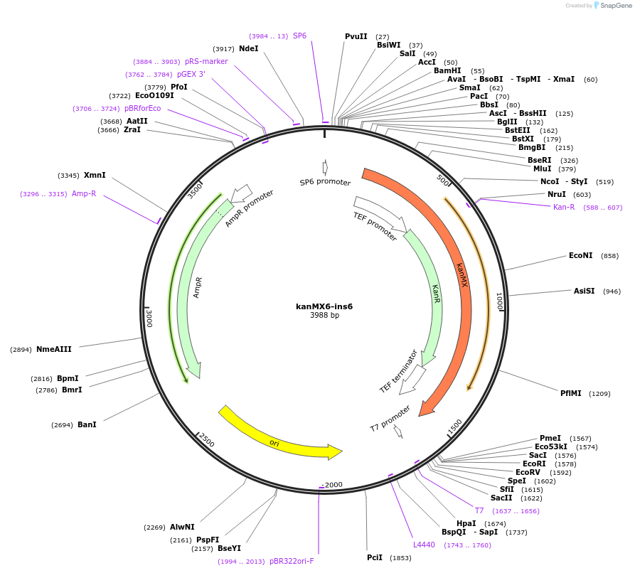 195043-plasmid-map-sequence-id-384247