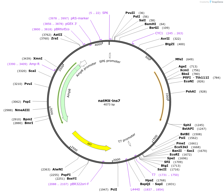 195044-plasmid-map-sequence-id-384248