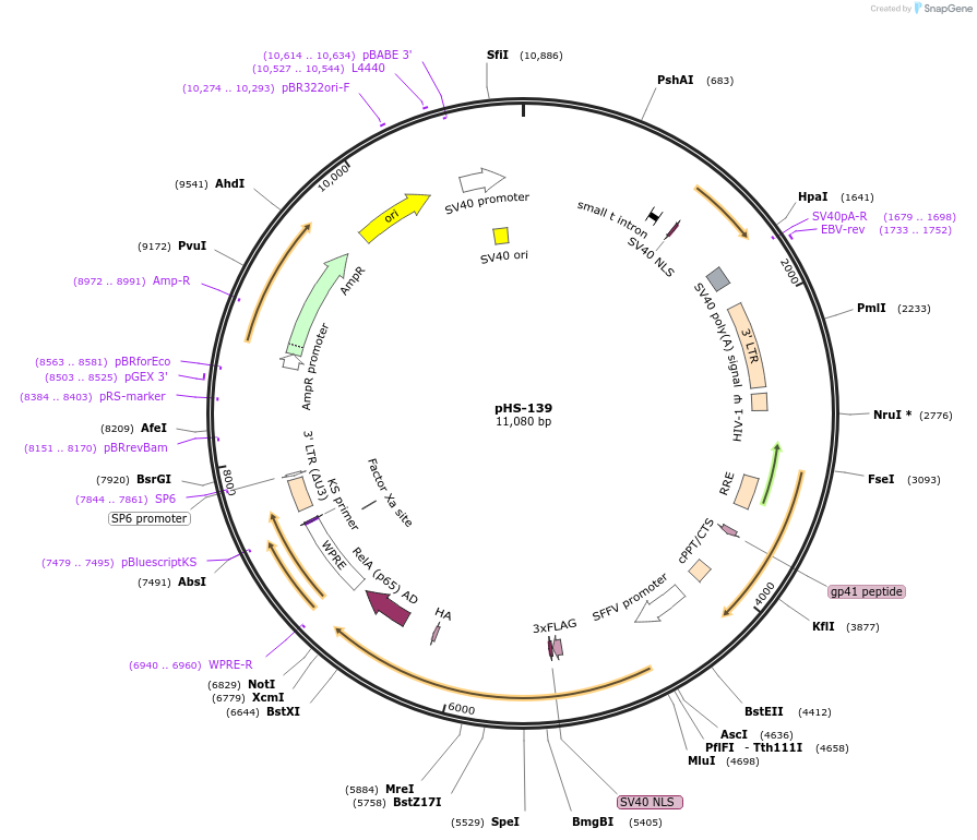 195461-plasmid-map-sequence-id-384253