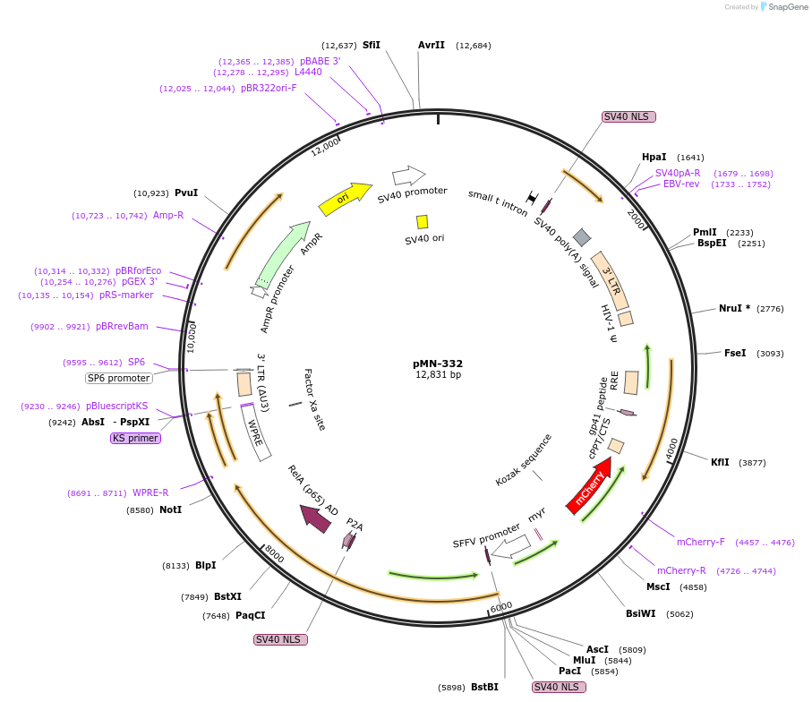 195466-plasmid-map-sequence-id-384256