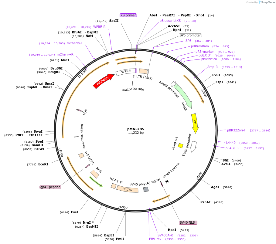 195472-plasmid-map-sequence-id-384258