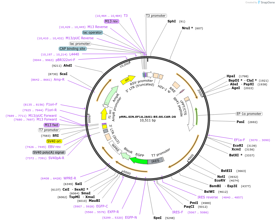 194463-plasmid-map-sequence-id-384263