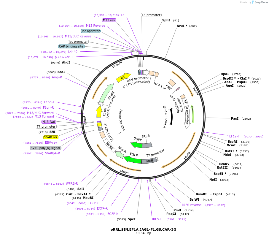 194462-plasmid-map-sequence-id-384265