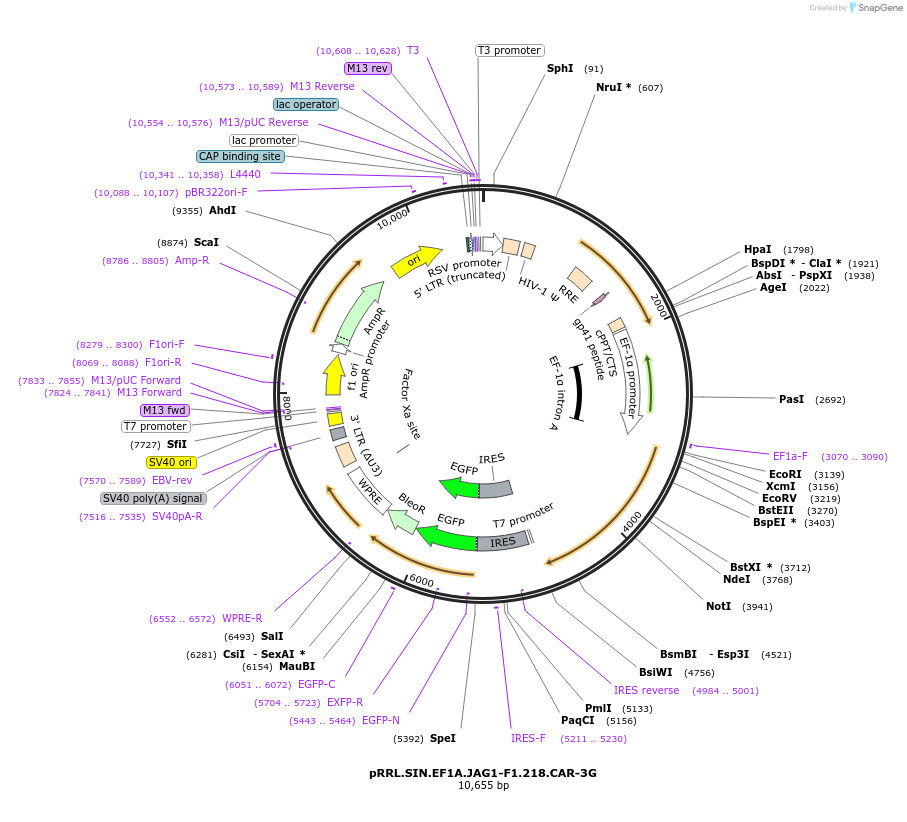 194460-plasmid-map-sequence-id-384267