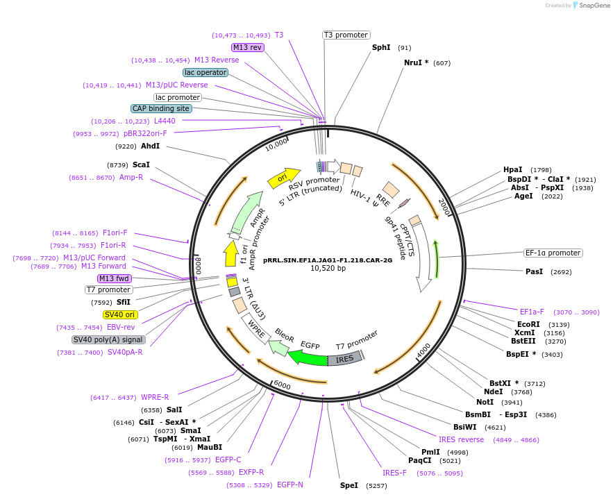 194459-plasmid-map-sequence-id-384270