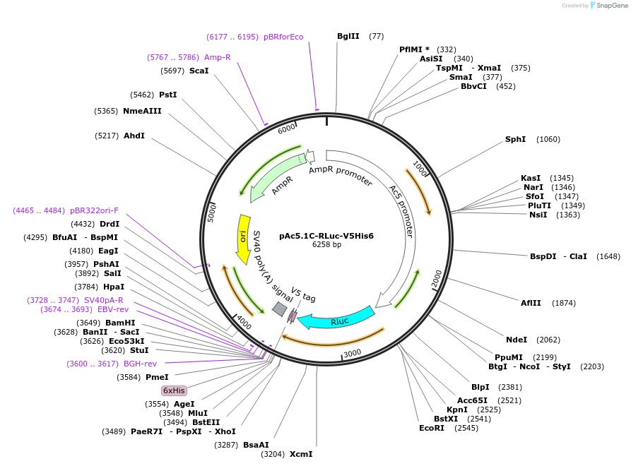 21182-plasmid-map-sequence-id-384271