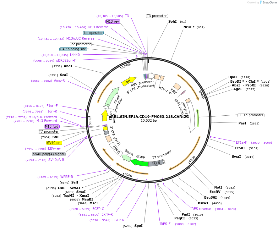 194457-plasmid-map-sequence-id-384274