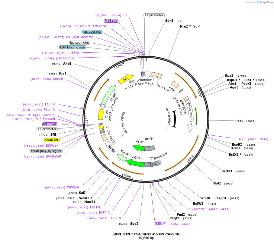 194464-plasmid-map-sequence-id-384292