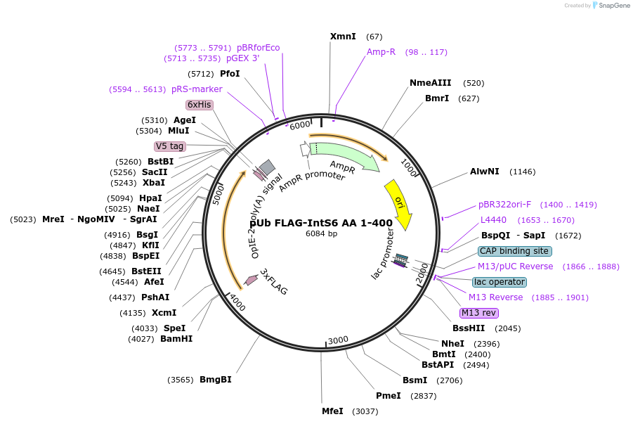 195071-plasmid-map-sequence-id-384315