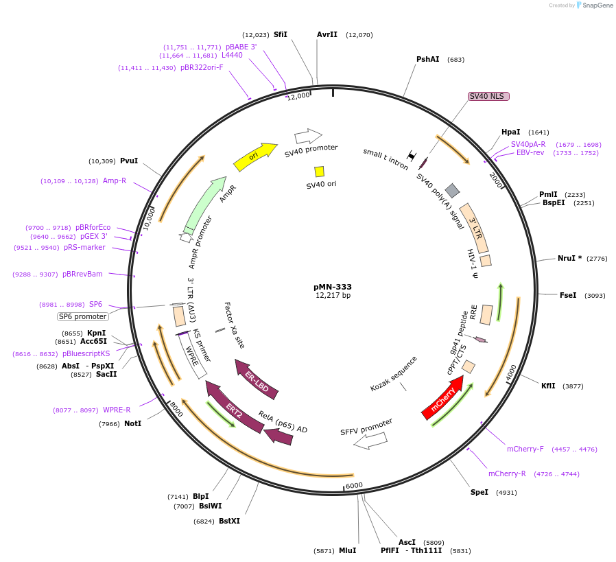 195467-plasmid-map-sequence-id-384352