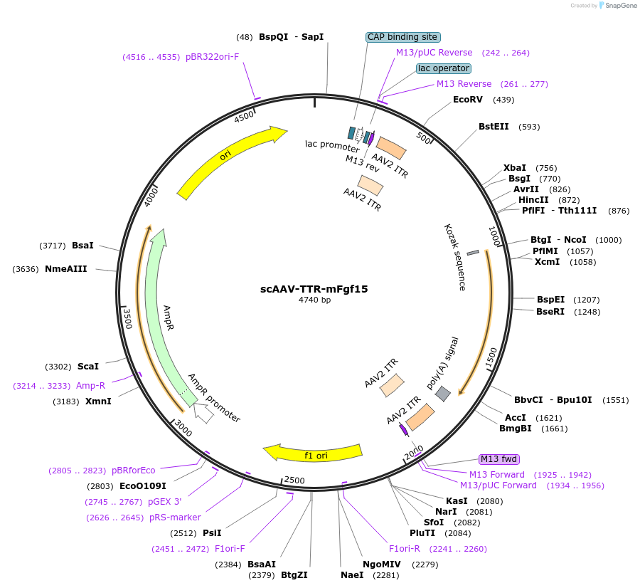 190594-plasmid-map-sequence-id-384353