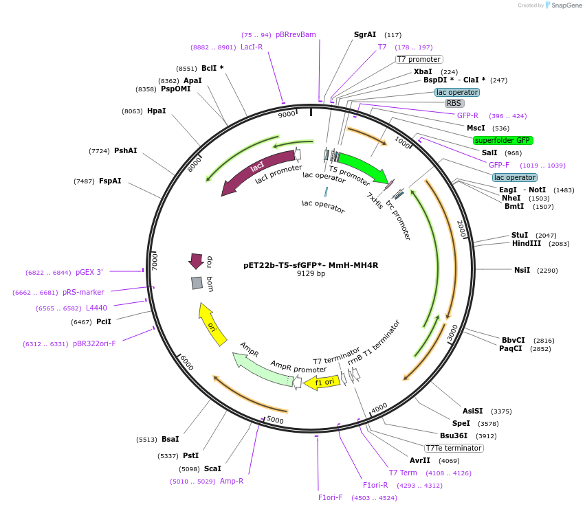 196409-plasmid-map-sequence-id-384379