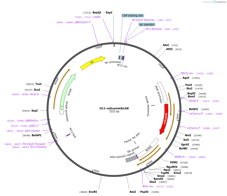 172440-plasmid-map-sequence-id-384387
