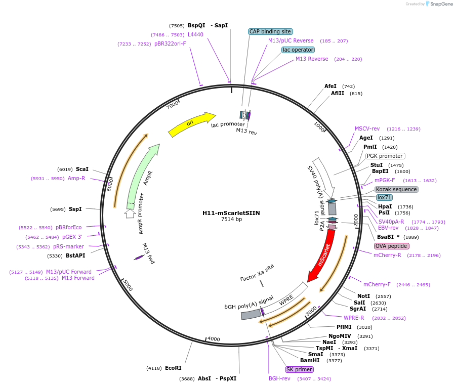 172438-plasmid-map-sequence-id-384388