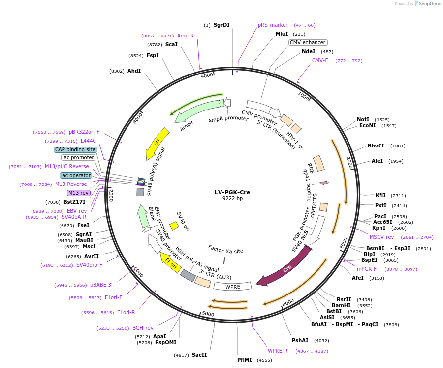 172433-plasmid-map-sequence-id-384392