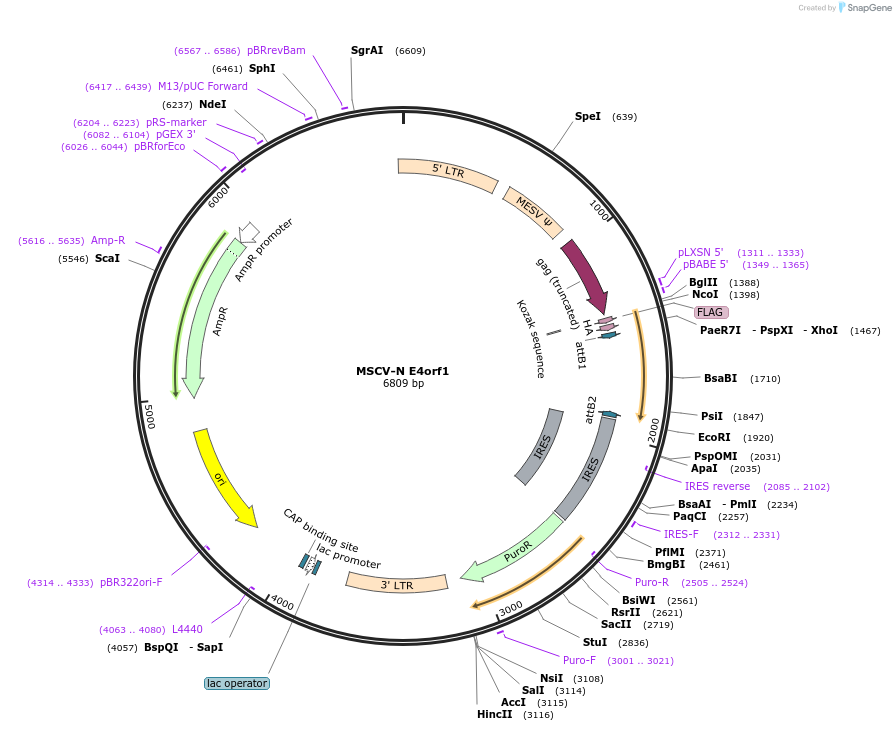 38063-plasmid-map-sequence-id-384396