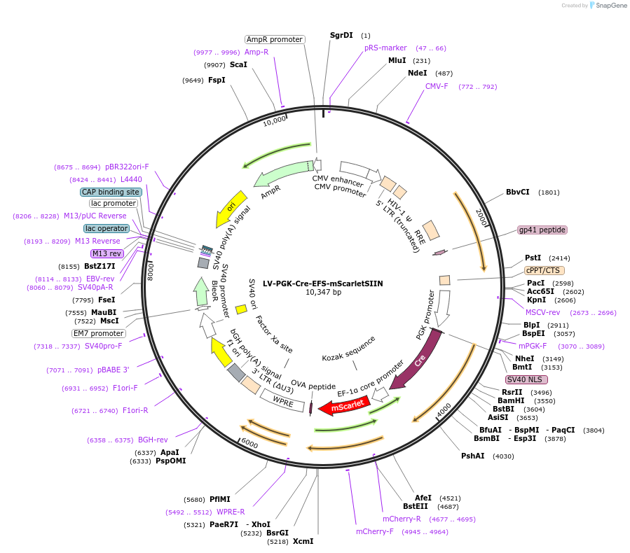 172434-plasmid-map-sequence-id-384397