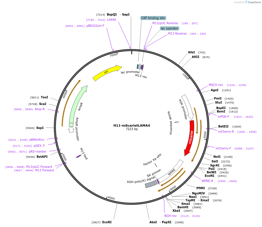 172439-plasmid-map-sequence-id-384399