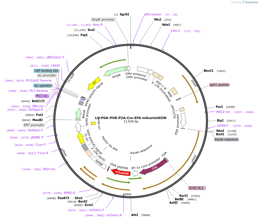 172435-plasmid-map-sequence-id-384401