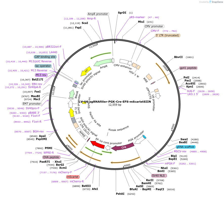 172436-plasmid-map-sequence-id-384402