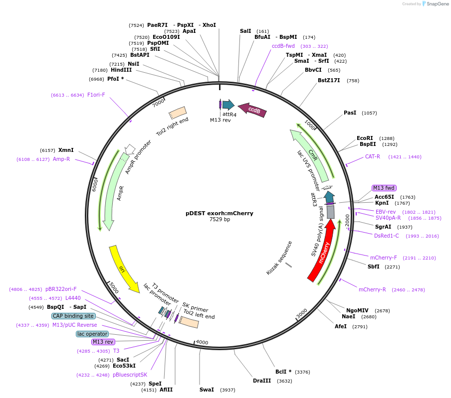 195989-plasmid-map-sequence-id-384403