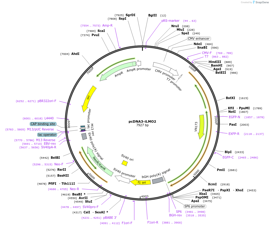 129474-plasmid-map-sequence-id-384406