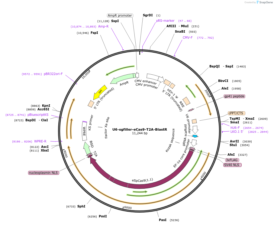172437-plasmid-map-sequence-id-384453
