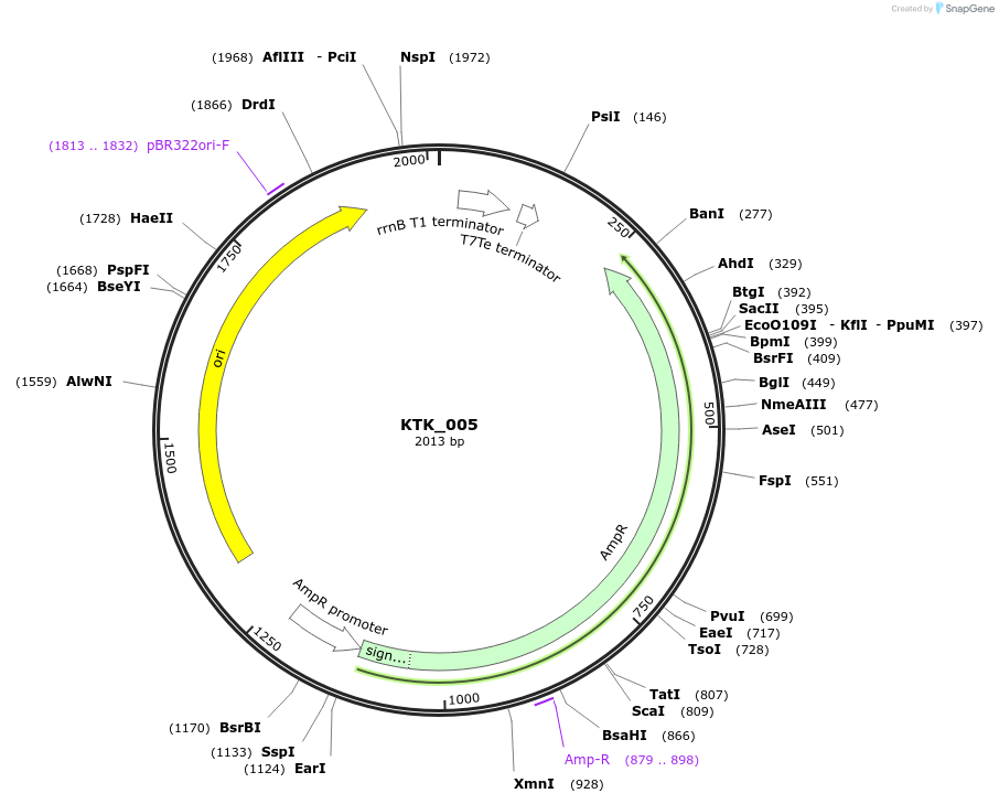 180555-plasmid-map-sequence-id-384458