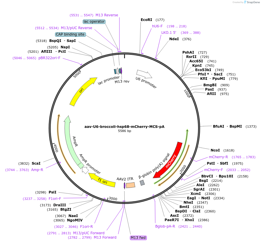 195411-plasmid-map-sequence-id-384459