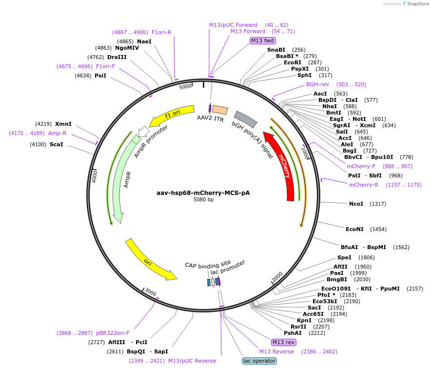 195412-plasmid-map-sequence-id-384461