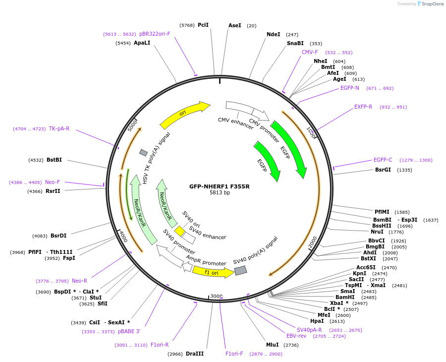 195209-plasmid-map-sequence-id-384471