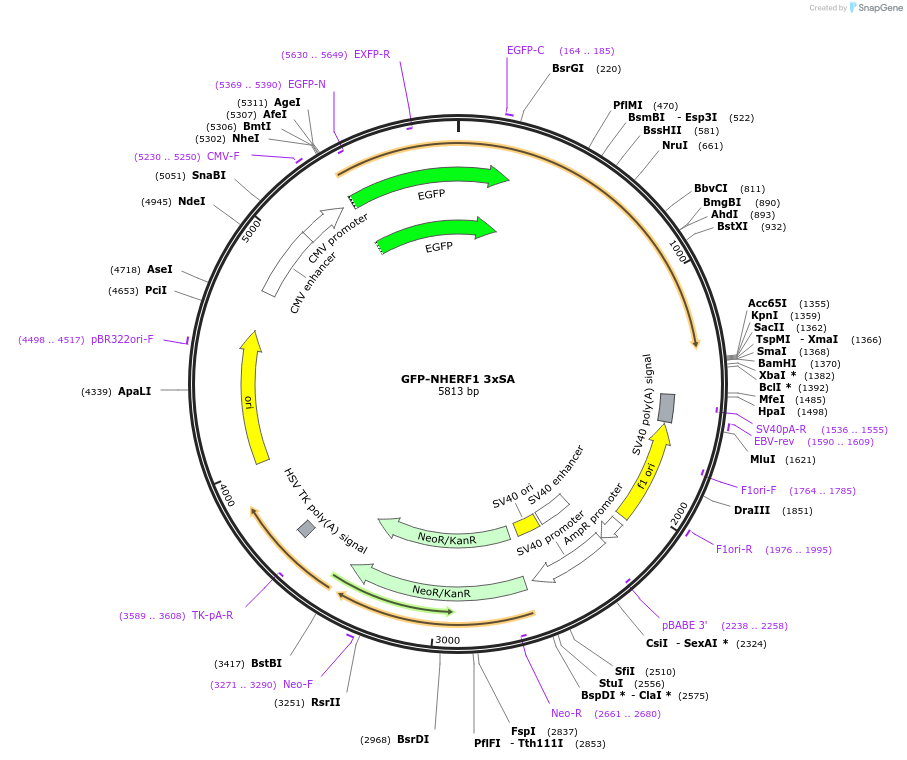 195207-plasmid-map-sequence-id-384484