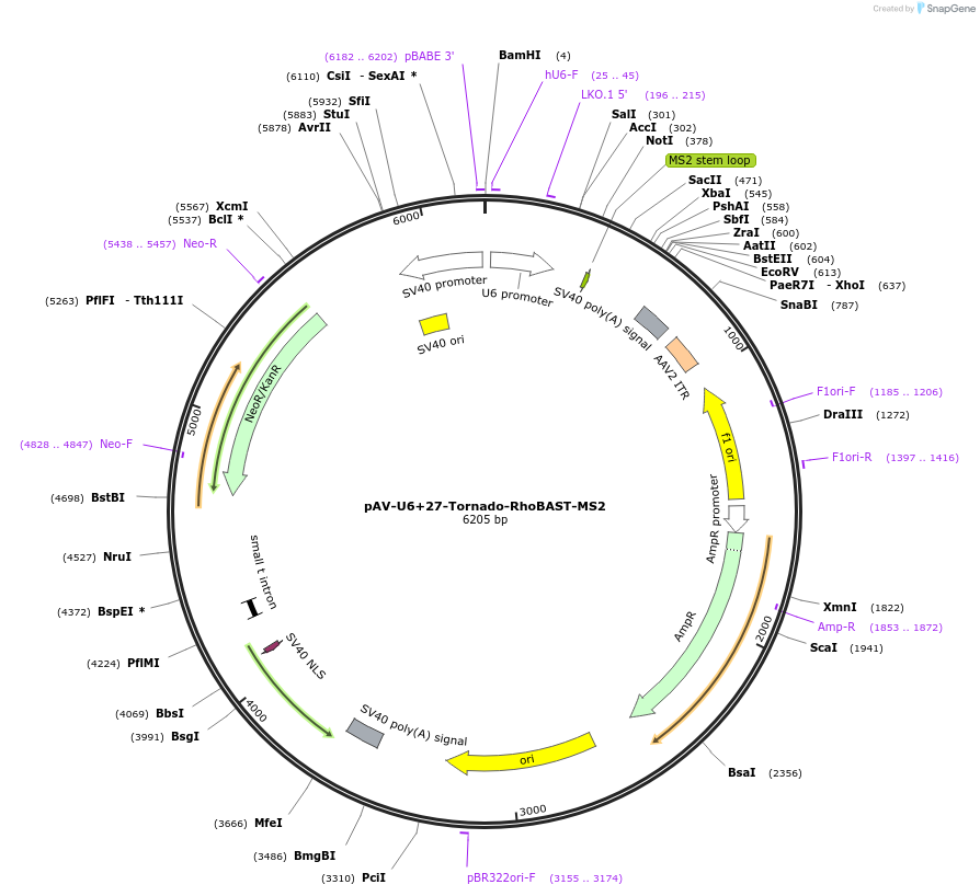 196342-plasmid-map-sequence-id-384489