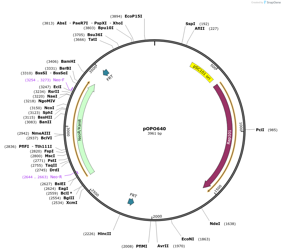 195296-plasmid-map-sequence-id-384494