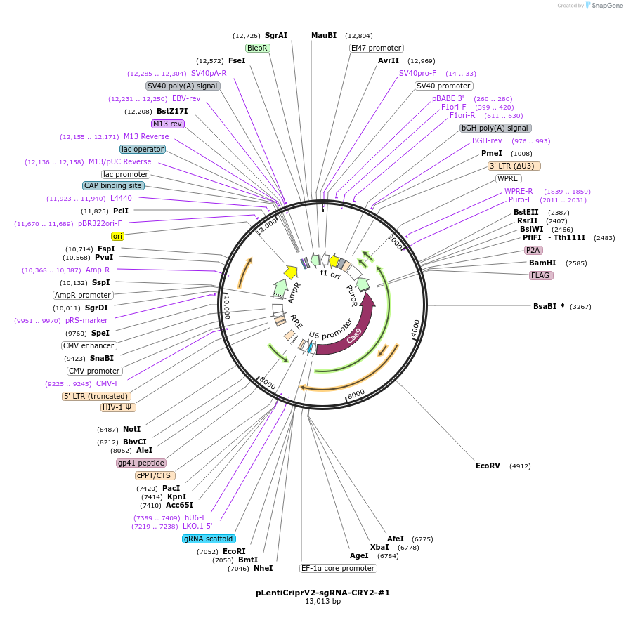 189989-plasmid-map-sequence-id-384496