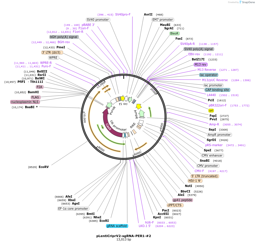189988-plasmid-map-sequence-id-384498