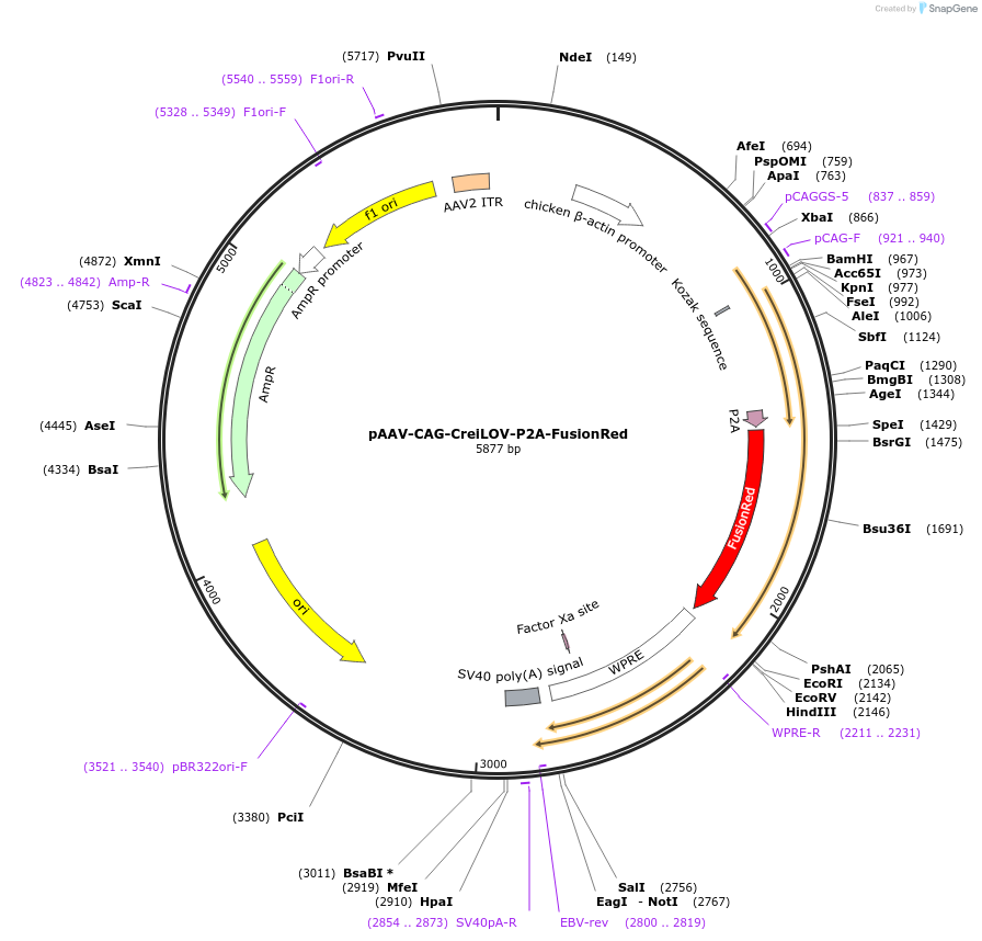 192818-plasmid-map-sequence-id-384501