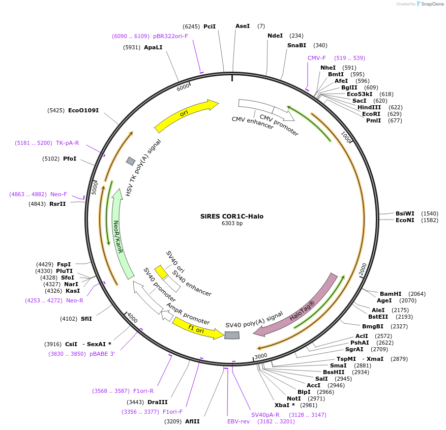 195153-plasmid-map-sequence-id-384514