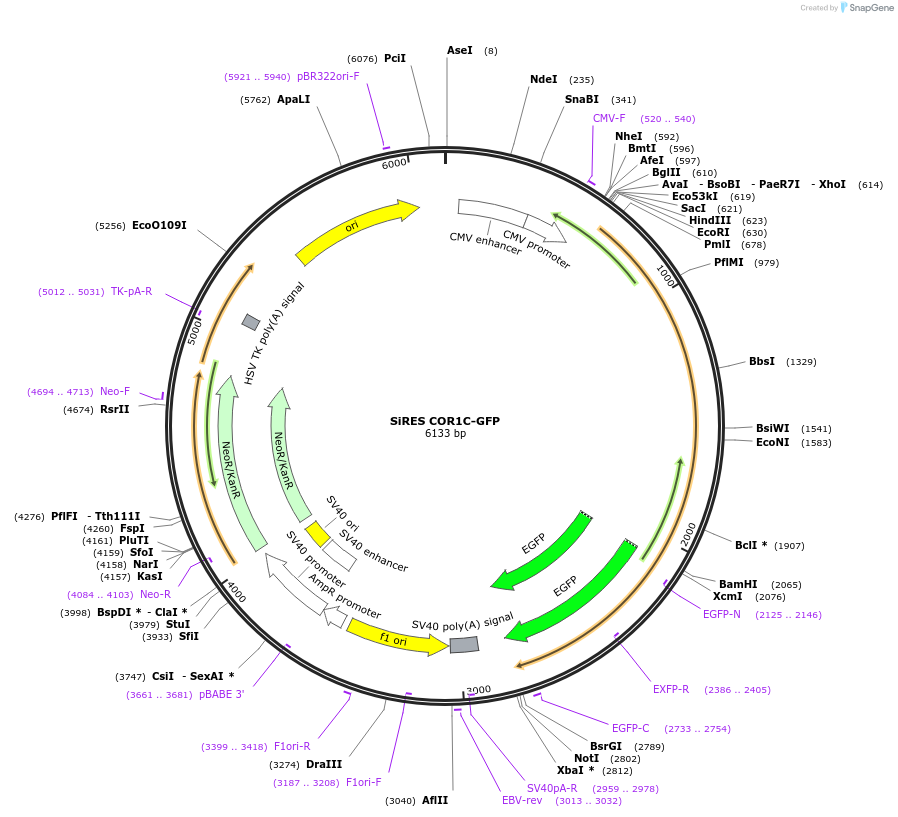 195154-plasmid-map-sequence-id-384524