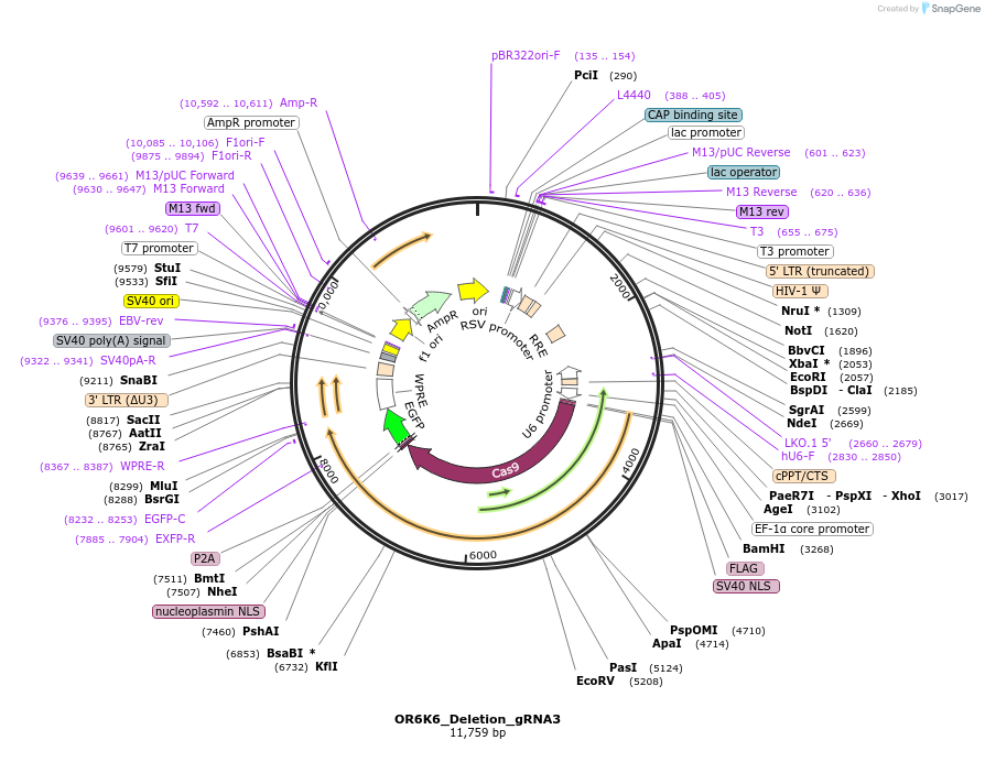 195197-plasmid-map-sequence-id-384545