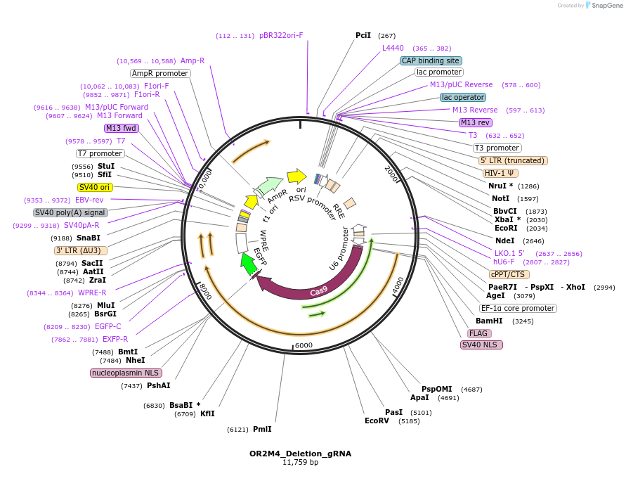 195194-plasmid-map-sequence-id-384546