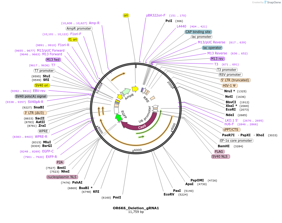 195195-plasmid-map-sequence-id-384547
