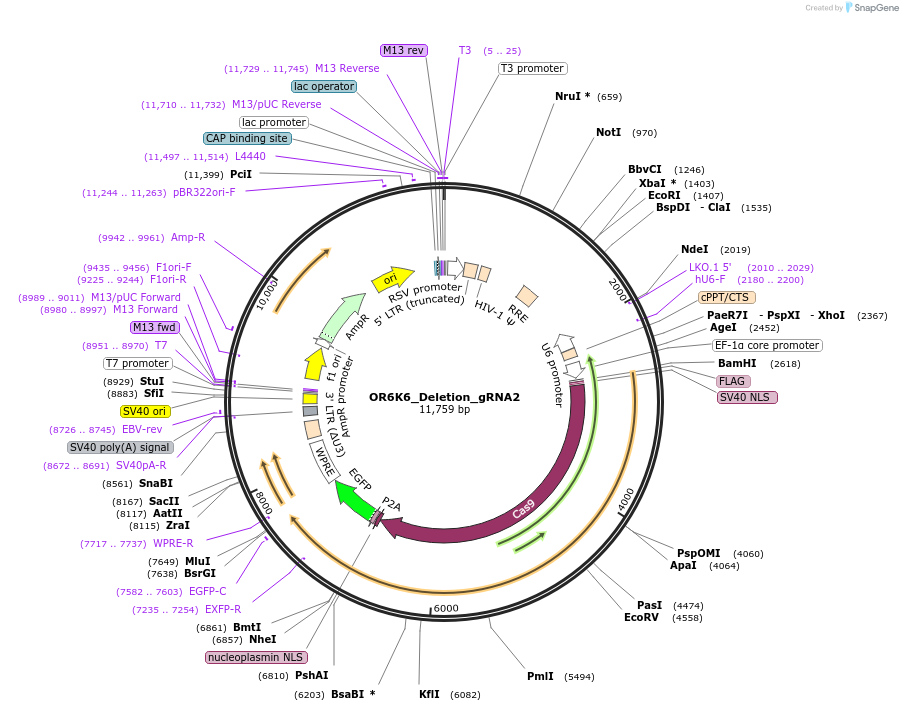 195196-plasmid-map-sequence-id-384548