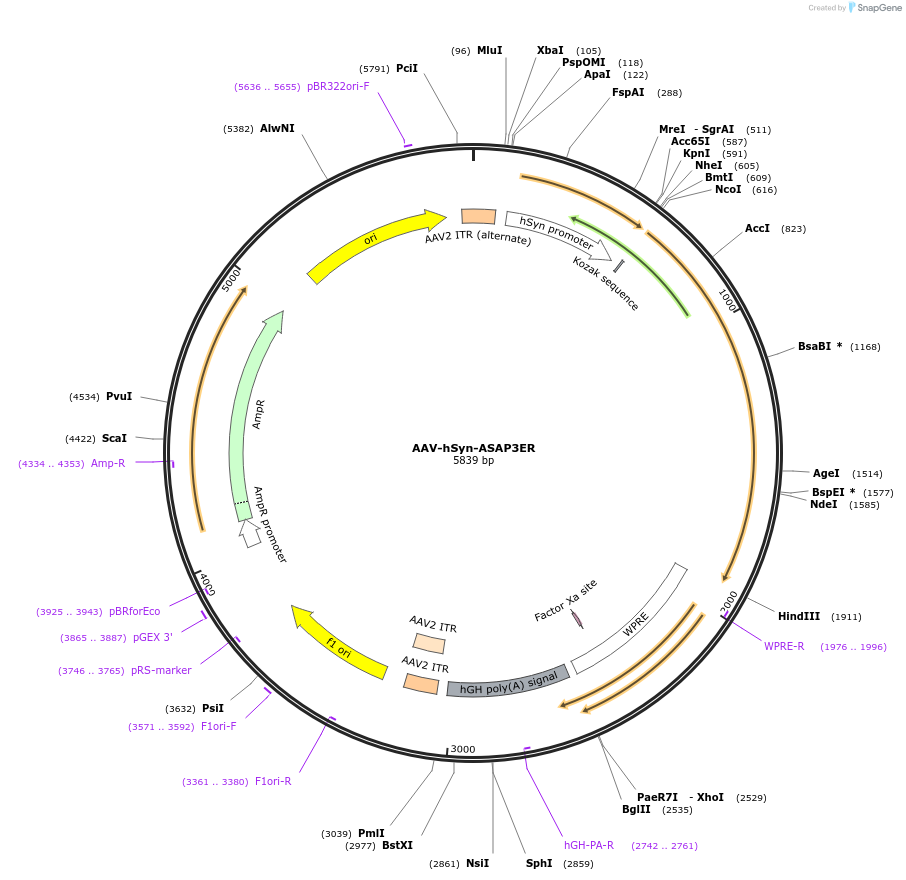 195358-plasmid-map-sequence-id-384551
