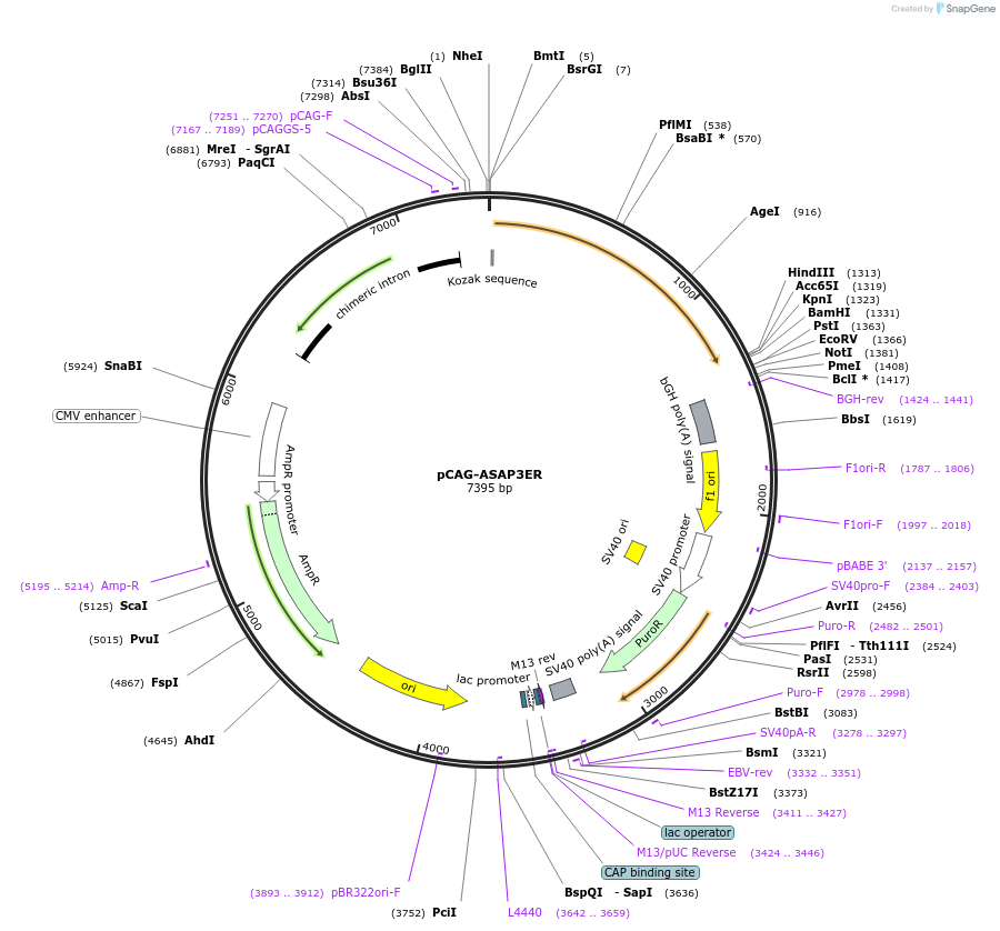 195356-plasmid-map-sequence-id-384552