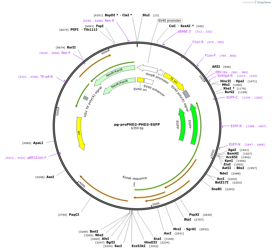 87210-plasmid-map-sequence-id-384561