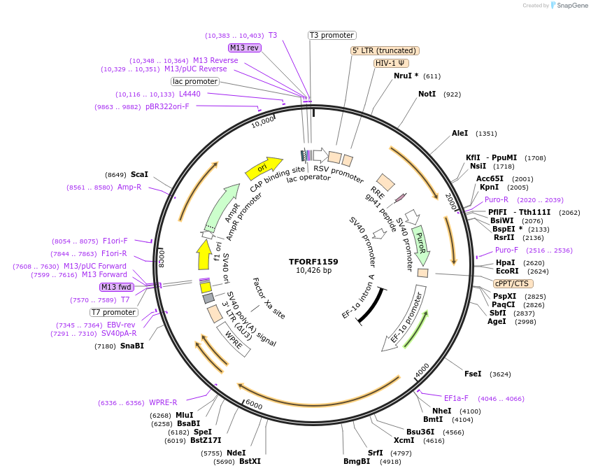 144273-plasmid-map-sequence-id-384584