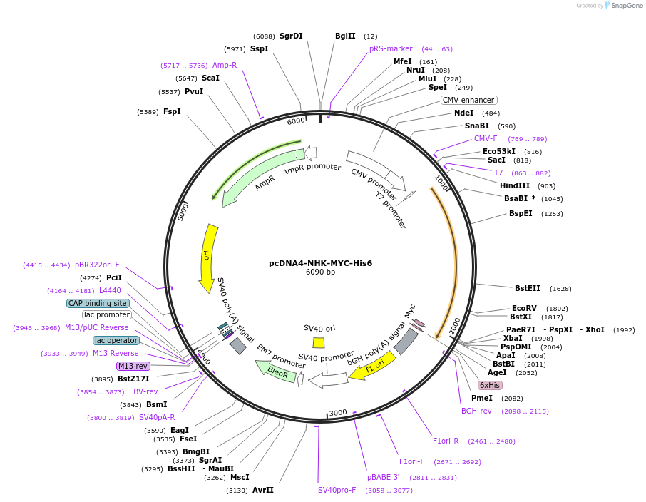 185350-plasmid-map-sequence-id-384586