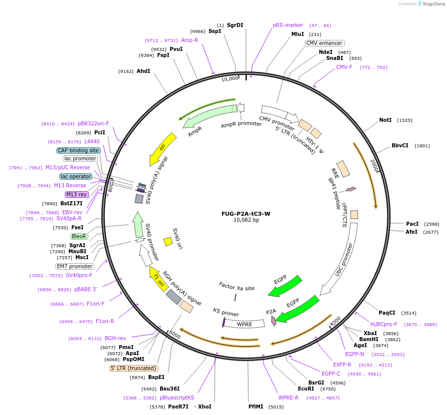 129475-plasmid-map-sequence-id-384588